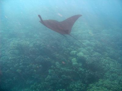 gliding manta ray