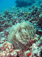 underwater anemone