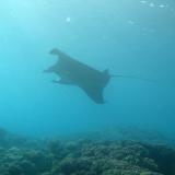 Manta ray in blue sea
