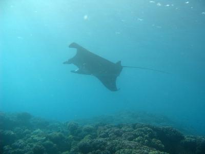 Manta ray in blue sea