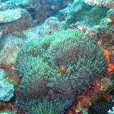 Anenomefish swimming underwater