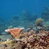 Undersea world of corals