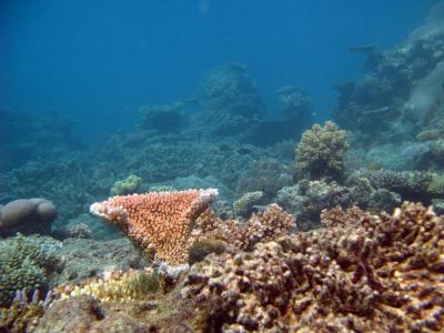 Undersea world of corals