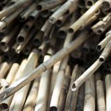 Dried bamboo poles