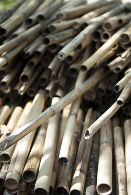 Dried bamboo poles