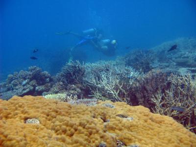 Examining the corals