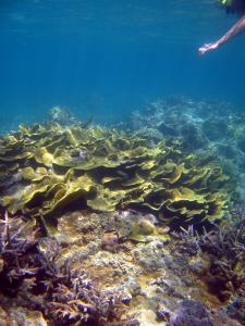 Cabbage coral underwater
