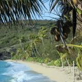 Coconut palm above a sandy bay