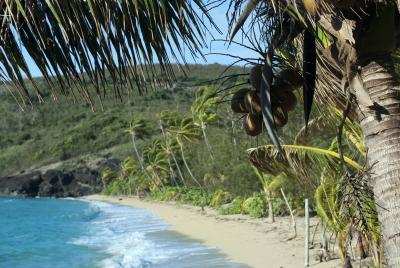 Coconut palm above a sandy bay