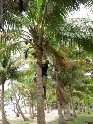 Fijian climbing a coconut palm