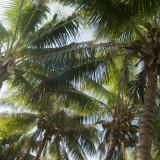 Coconuts and coconut palms