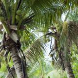 Crop of coconuts in palms