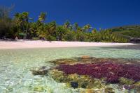 Beautiful golden coral beach