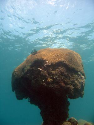 coral bombora