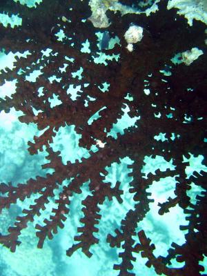Closeup of a delicate coral fan