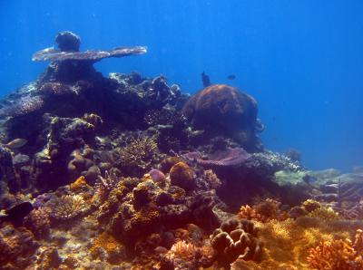 Fijian coral reef