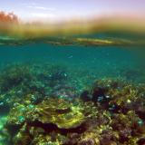 Snorkelers view of a coral reef