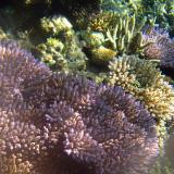 Colourful coral formations
