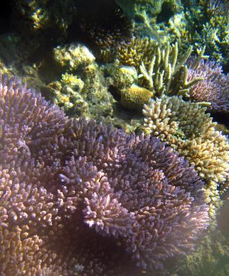 Colourful coral formations