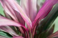 Pink cordyline flower