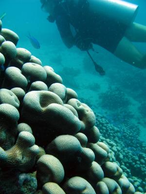 Scuba diver and coral reef formation
