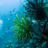 Feather star coral and fishes