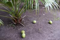 Fallen coocnuts on the ground