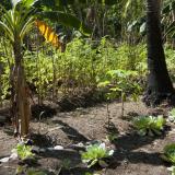 Cultivated plants in a tropical garden