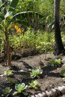 Cultivated plants in a tropical garden