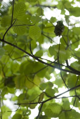 Green leaves in a tree canopy