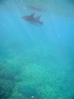 manta ray and remoras