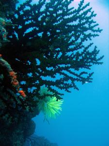 Fan coral on a reef