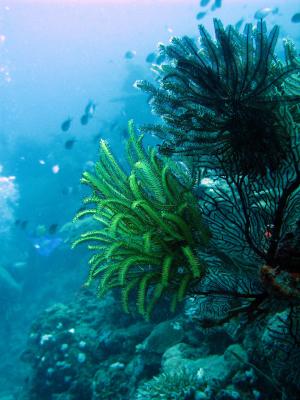 Feather star coral and fishes