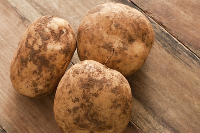 Unwashed fresh farm potatoes