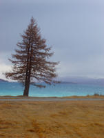 lake pukaki tree