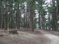 newzealand forests