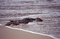 grey seal