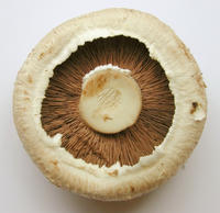 chestnut mushroom