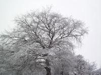 beach tree