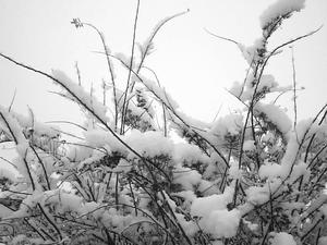 snow branches