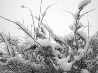 snow branches