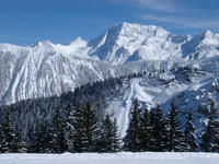 trees and mountains