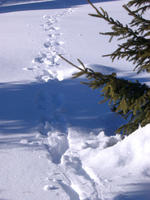 path in the snow