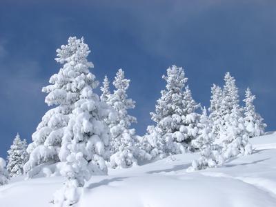 fir trees in the snow