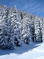 winter pine trees