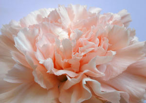 pink carnation