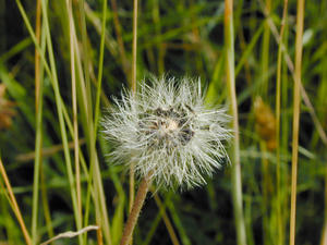 Taraxacum (Dandelion)