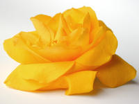 yellow rose