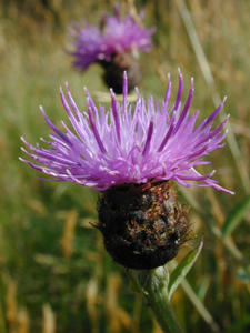 thistle flower