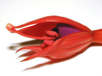 fuchsia flower